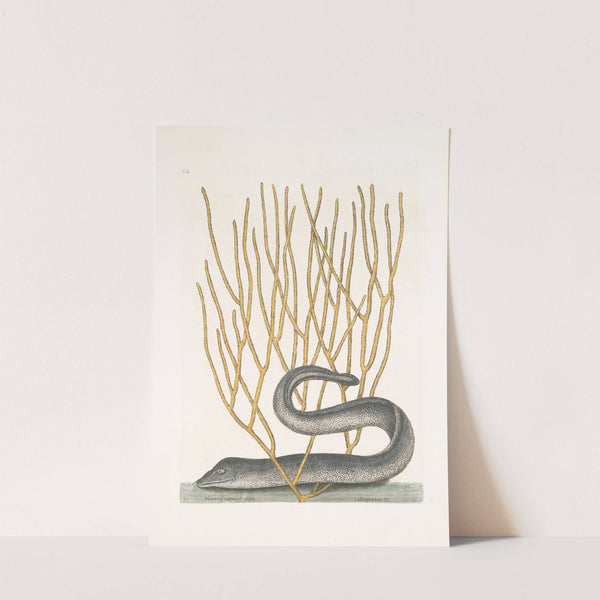 Muræna maculata nigra, The Black Muray; Lithophyton &c. by Mark Catesby