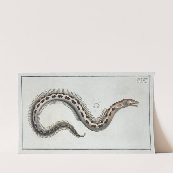 Muraena Ophis. (1785-1797) by Marcus Elieser Bloch