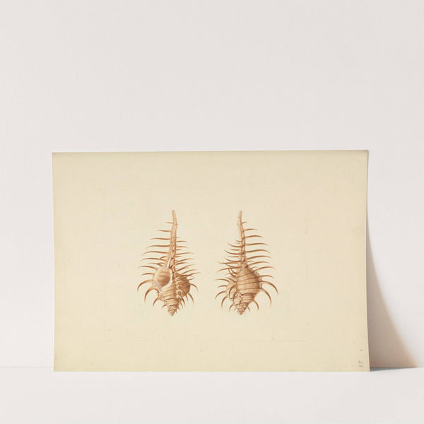 Murex pecten (Venus Comb Murex) by Luigi Balugani