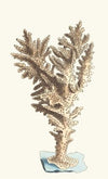 Muricated Madrepore