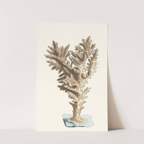 Muricated Madrepore by George Shaw