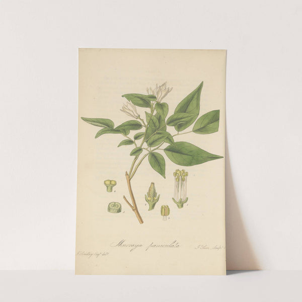 Murraya paniculata by William Jackson Hooker