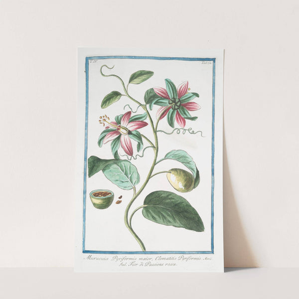 Murucuia Pyriformis maior, Clematitis Pyriformis - Fior di Passione rossa. (Passion flower) by Giorgio Bonelli