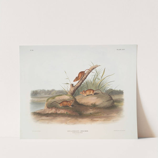 Mus aureolus, Orange colored Mouse. (Male & female. Natural size.) (1845-1848) by John Woodhouse Audubon