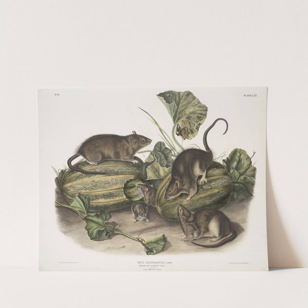 Mus decumanus, Brown, or Norway Rat. Natural size. Male, female & young. (1845-1848) by John Woodhouse Audubon