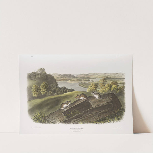 Mus leucopus, White-footed Mouse. Natural size. Male, female and young. (1845-1848) by John Woodhouse Audubon