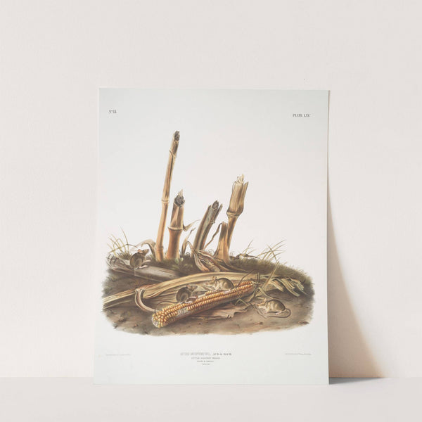 Mus minimus, Little Harvest Mouse. Males & females. Natural size. (1845-1848) by John Woodhouse Audubon