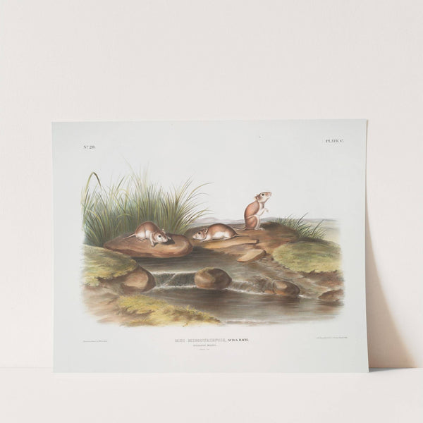Mus missouriensis, Missouri Mouse. Natural size. (1845-1848) by John Woodhouse Audubon