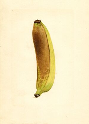 Musa