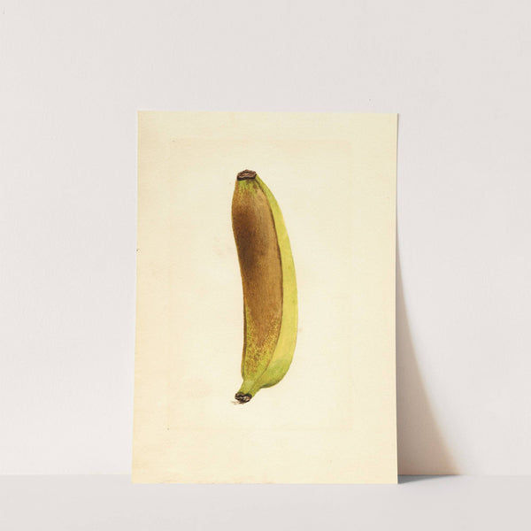 Musa by James Marion Shull