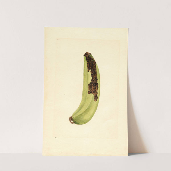 Musa by James Marion Shull