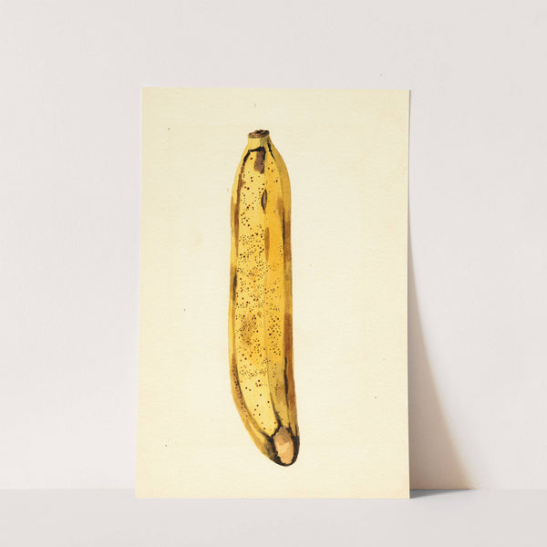 Musa by James Marion Shull