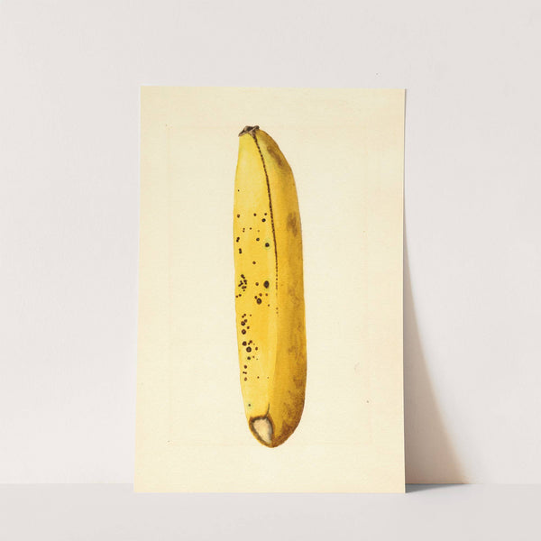 Musa (1919) by James Marion Shull