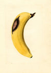 Musa