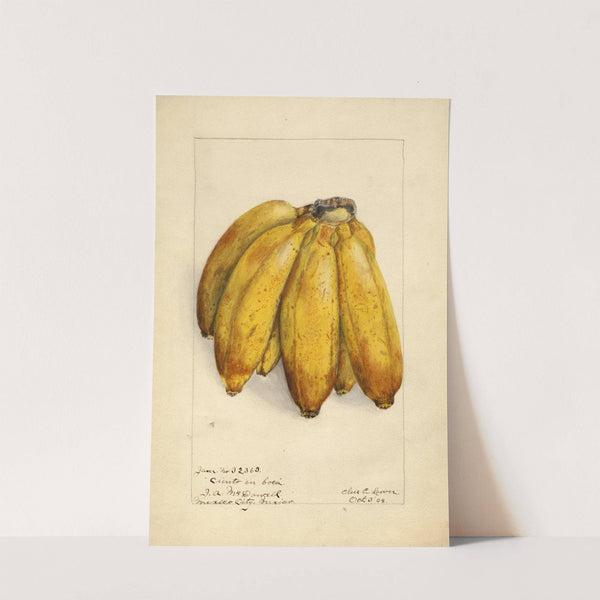 Musa: Ciento en Boca (1904) by Elsie E. Lower
