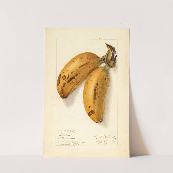 Musa: Dacca (1906) by Ellen Isham Schutt