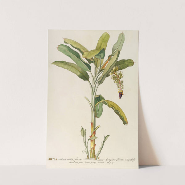 Musa (1750-1773) by Georg Dionysius Ehret