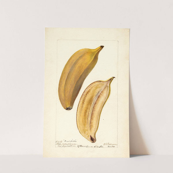 Musa: Paradise (1900) by Deborah Griscom Passmore