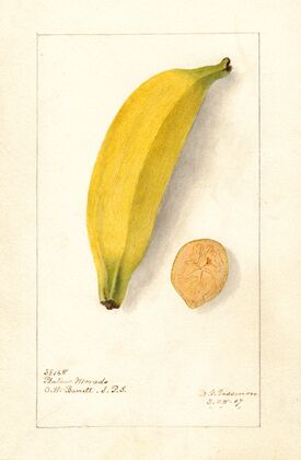 Musa: Platano Morado