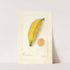 Musa: Platano Morado by Deborah Griscom Passmore