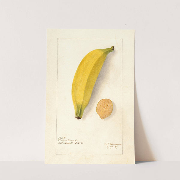Musa: Platano Morado by Deborah Griscom Passmore