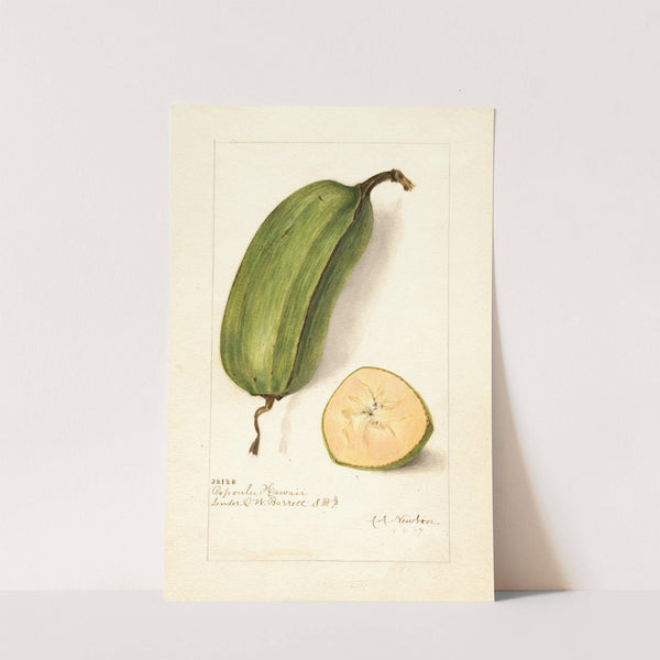 Musa: Popoulu Hawaii by Amanda Almira Newton