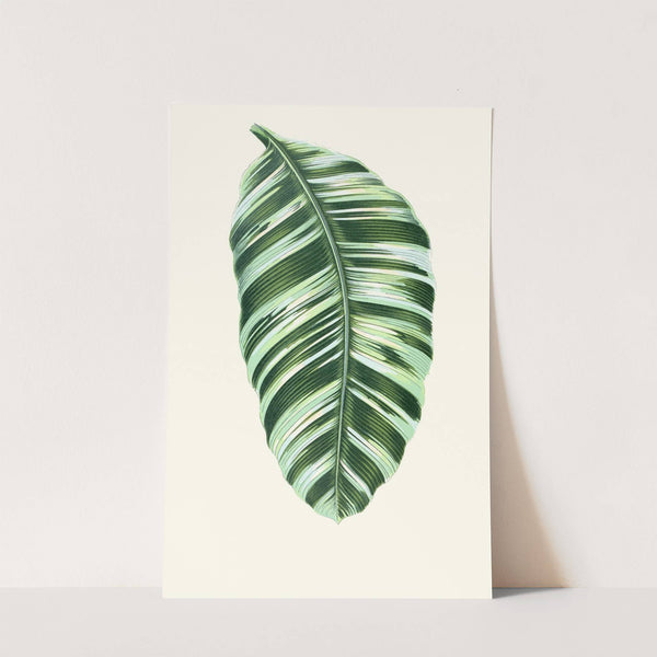 Musa Vittata by Edward Joseph Lowe