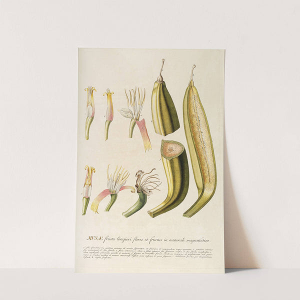 Musae II (1750-1773) by Georg Dionysius Ehret