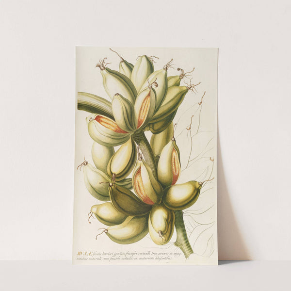 Musae IV by Georg Dionysius Ehret