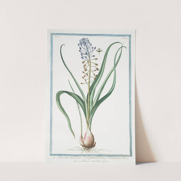 Muscara, arvense, latifolium coma caerulea - Musari torchino. (Grape hyacinth) by Giorgio Bonelli