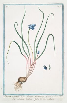 Muscari, arvense, iunci, folium, caeruleum minus – Muschio turchino – Muscari, ou Bulbe. (Grape hyacinth bulb)