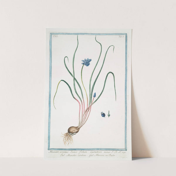 Muscari, arvense, iunci, folium, caeruleum minus - Muschio turchino - Muscari, ou Bulbe. (Grape hyacinth bulb) by Giorgio Bonelli