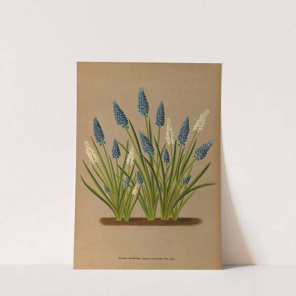 Muscari Botryoides. Muscari Botryoides Var. Alba. (1872-1881) by Arentina Hendrica Arendsen