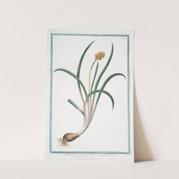 Muscari flavo flore Clus. - Fiore Muschio' giallo. (Yellow hyacinth) by Giorgio Bonelli