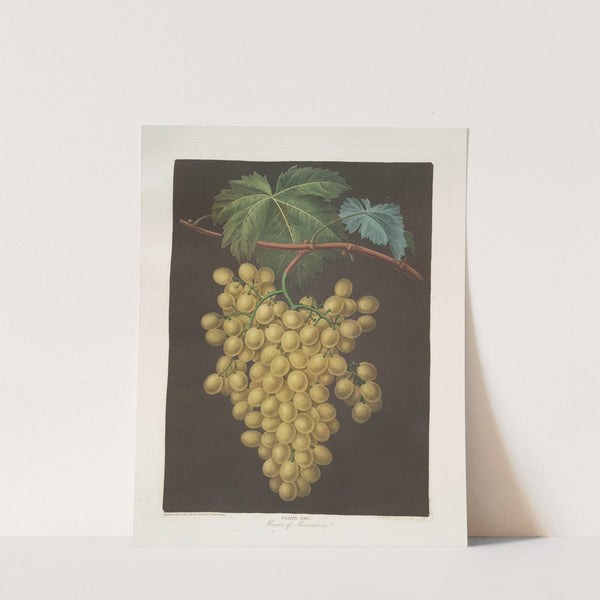 Muscat of Alexandria (grapes). (1812) by George Brookshaw