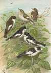 Muscicapa atricapill, Muscicapa collaris semitorquata, Muscicapa collaris Bechst