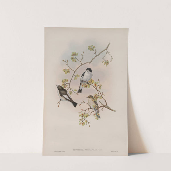 Muscicapa atricapilla. Pied Flycatcher (1862-1873) by John Gould