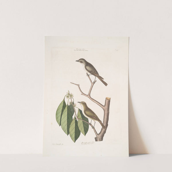 Muscicapa fusca, the little brown Flycatcher; Muscicapa oculis rubris, The red Eyed Flycatcher; Arbor Lauri fol. &c. by Mark Catesby