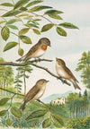 Muscicapa parva Bechst