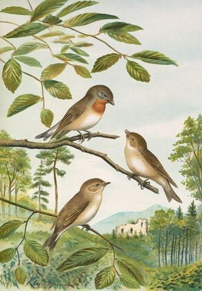 Muscicapa parva Bechst