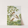 Muscicapa parva Bechst by Johann Friedrich Naumann