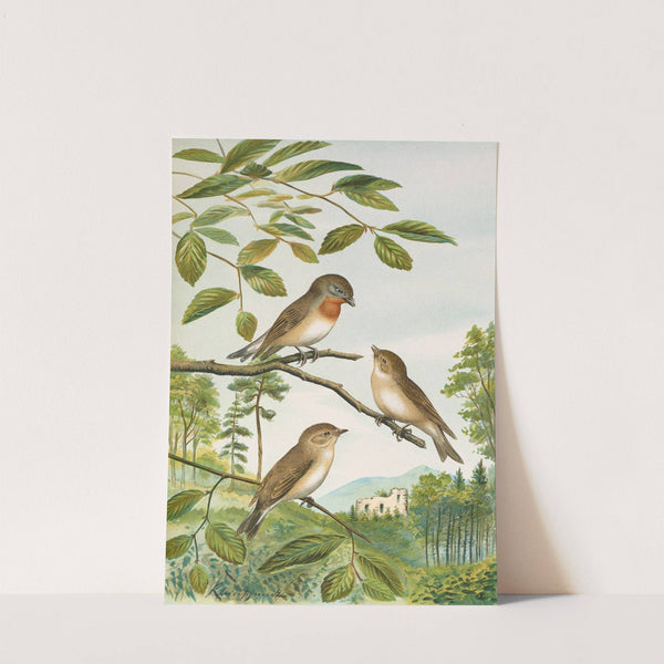 Muscicapa parva Bechst by Johann Friedrich Naumann