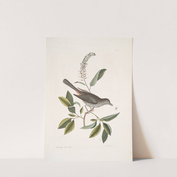 Muscicapa vertice nigro, The Cat-bird; Alni folia Americana serrata. by Mark Catesby