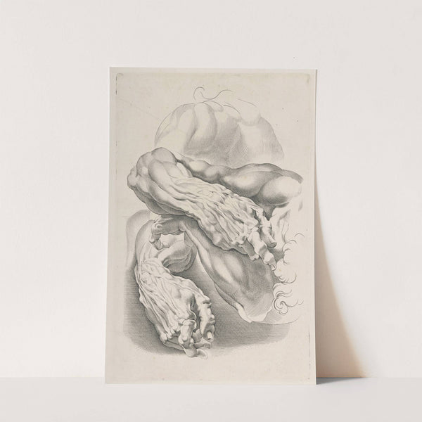 Muscles by Peter Paul Rubens