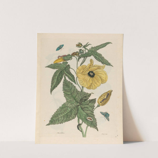 Muscus-Bloem (1719) by Maria Sibylla Merian