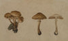 Mushrooms (1751)