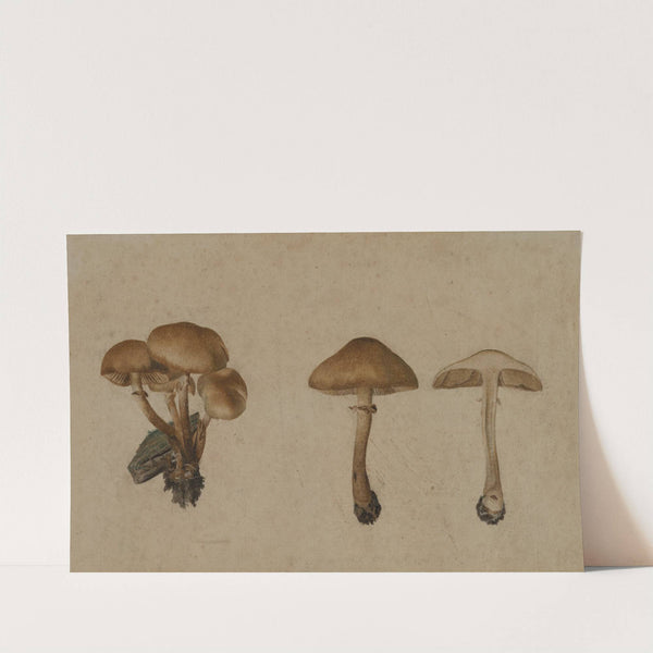Mushrooms (1751) by Georg Wilhelm Baurenfeind