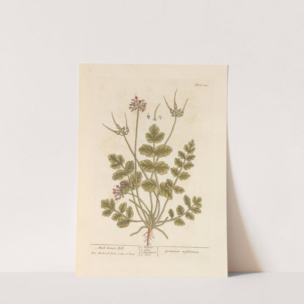 Musk crane's bill by Elizabeth Blackwell