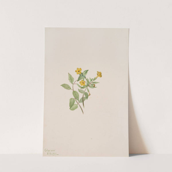 Musk-Flower (Mimulus moschatus) (1911) by Mary Vaux Walcott