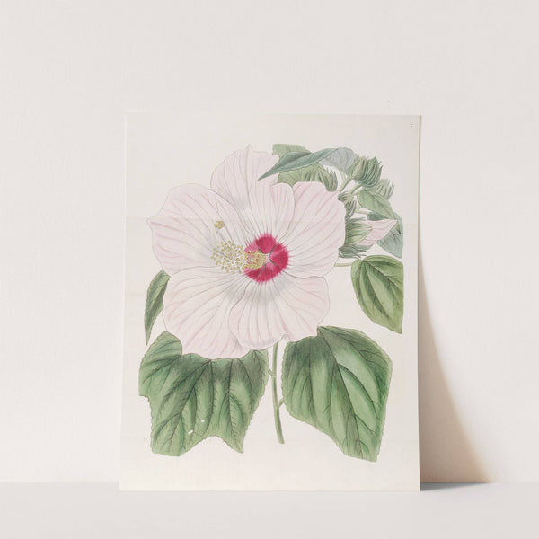 Musk Hibiscus by Sydenham Edwards